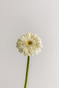 Kaboompics - Close-Up of a White Gerbera on a Green Stem