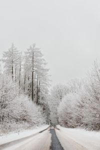 Kaboompics - Pantone 2026 Cloud Dancer: Snowy Forest Road in Winter