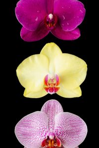 Kaboompics - Purple Orchid Flower Close Up On Black Background