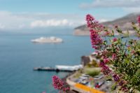 Kaboompics - Pink Seaside Flowers With Soft-Focus Sorrento Coastline