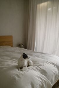 Kaboompics - Relaxed Black and White Dog on White Bedding