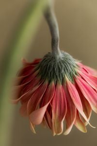 Kaboompics - Drooping Pink Flower Close-Up on Soft Neutral Background