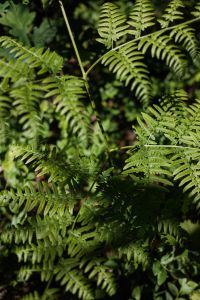 Kaboompics - Close-Up Fern Fronds in a Dark Forest