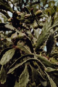 Kaboompics - Prickly Pear Cactus Pads and Fruit in Close-Up