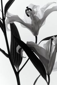 Kaboompics - Backlit Lily Flower Black And White Minimal Botanical Aesthetic