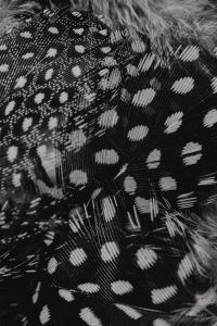 Spotted Quail Feather Textures and Backgrounds