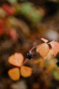 Kaboompics - Forest fruit - autumn leaves