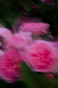 Kaboompics - Blurred Pink Roses Dark Green Garden Background
