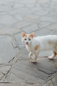 Kaboompics - White and Orange Cat Walking Across Slate Pavement
