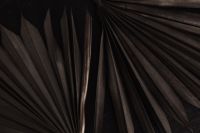 Kaboompics - Radial Dried Palm Frond Veins on a Dark Surface, Moody Botanical Texture