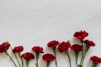 Kaboompics - Red Carnation Flower Cluster on Minimal White Background