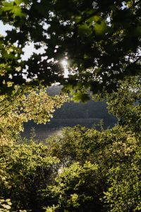 Kaboompics - Sunlight Through Green Leaves Beside Forest Water