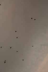 Kaboompics - Flock of Birds Crossing a Cloudy Evening Sky