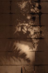 Warm Neutral Backgrounds with Tropical Palm Leaf Shadows on Stone and Stucco Walls