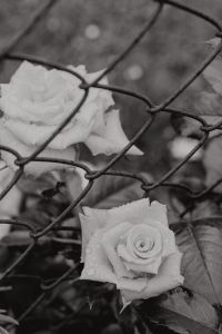 Kaboompics - Black and White Roses Behind a Wet Garden Fence