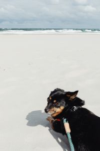 Kaboompics - Black and Tan Small Dog Lying on Pale Sand and Looking Back, Beach Pet Portrait