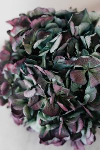 Kaboompics - Vertical Hydrangea Flower Head in Muted Mauve and Green Tones