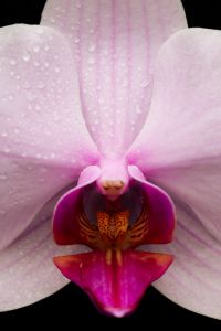 Kaboompics - White Orchid Macro Center Detail With Water Drops On Black