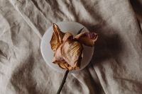 Kaboompics - Dried Rose on a White Plate over Wrinkled Linen
