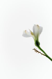 Kaboompics - Single White Blossom on a Green Stem with Wide Bright Copy Space, Botanical Background