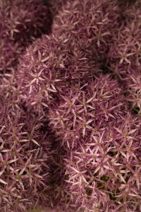 Kaboompics - Purple Allium Macro with Soft Focus Floral Background