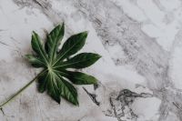 Kaboompics - Single Aralia Leaf on White Marble, Overhead Botanical Flat Lay