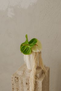 Kaboompics - Close-Up of Green Plant, Ceramic Vase and Fringed Textile