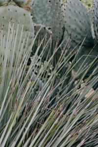 Kaboompics - Prickly Pear Pad Behind Soft-Focus Cactus Spines