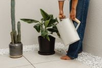 Kaboompics - Woman Watering Potted Plants in a Living Room