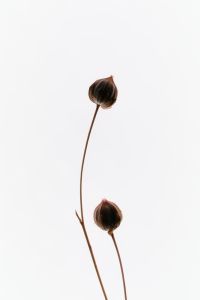 Kaboompics - Minimal Dried Seed Pods On Thin Stems With Soft Backlight
