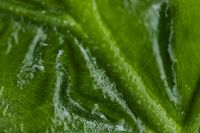 Kaboompics - Alocasia Green Leaf Vein Detail