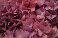 Kaboompics - Dusty Rose Hydrangea Petals, Macro Floral Background