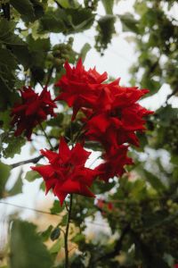 Kaboompics - Vibrant Shades of Red Roses in the Garden