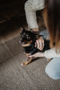 Kaboompics - Petting the little cute dog