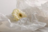 Kaboompics - White Gerbera Lying on Crumpled White Paper