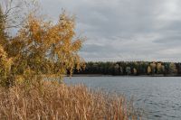 Kaboompics - Golden Birch Tree Beside a Lake and Autumn Reeds