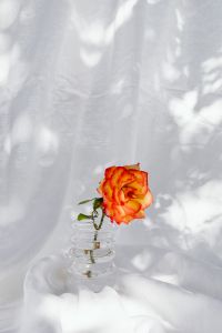 Kaboompics - Orange Rose in Glass Vase Against Sheer White Curtains
