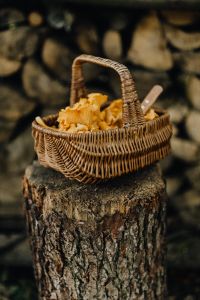Kaboompics - Basket Of Chanterelle Mushrooms On Forest Path