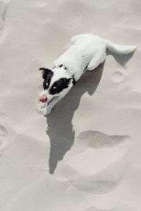 Kaboompics - White and Black Dog Sniffing Beach Sand from Above, Paw Prints and Coastal Pet Detail