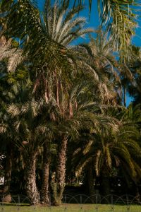 Kaboompics - Palm Grove Against Blue Sky