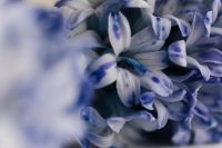 Kaboompics - Blue and White Hyacinth Petals in a Soft Focus Macro