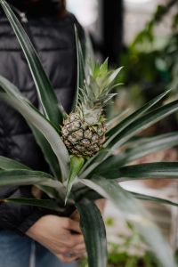 Kaboompics - Woman holding a pineapple blossom