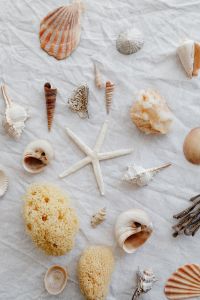 Kaboompics - Overhead Seashell and Starfish Composition with Sea Sponges on White Linen