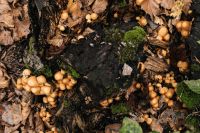 Kaboompics - Tan Mushrooms Surrounding a Mossy Woodland Stump
