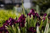 Kaboompics - Purple Iris Flowers Growing Along a Garden Border