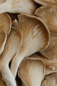 Kaboompics - Close-Up Mushroom Gills and Layered Texture