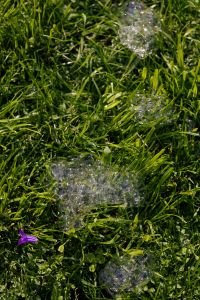 Kaboompics - Macro Soap Bubble Clusters Scattered across Fresh Green Grass