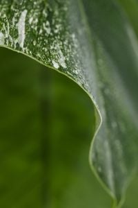 Kaboompics - Monstera Variegata Leaf with White Speckled Variegation
