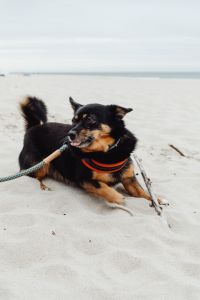 Kaboompics - Black and Tan Small Dog Lying with Driftwood on the Beach, Ocean-Horizon Portrait