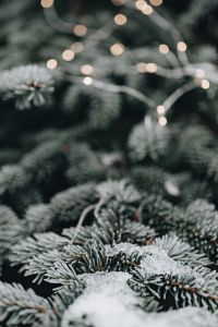 Kaboompics - Frosted Spruce Needles with Warm Holiday Light Bokeh